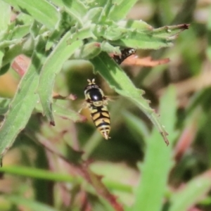 Simosyrphus grandicornis at Gordon, ACT - 7 Dec 2022 11:34 AM