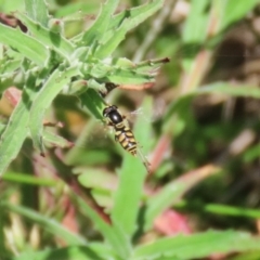 Simosyrphus grandicornis at Gordon, ACT - 7 Dec 2022 11:34 AM