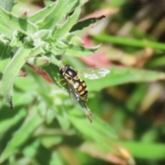 Simosyrphus grandicornis at Gordon, ACT - 7 Dec 2022 11:34 AM