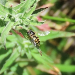 Simosyrphus grandicornis at Gordon, ACT - 7 Dec 2022