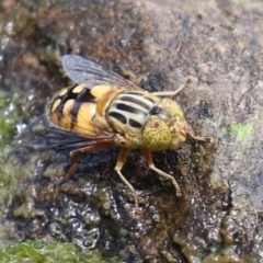 Eristalinus punctulatus (Golden Native Drone Fly) at Gordon, ACT - 7 Dec 2022 by RodDeb