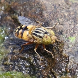 Eristalinus punctulatus at Gordon, ACT - 7 Dec 2022