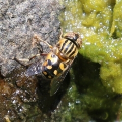 Eristalinus punctulatus at Gordon, ACT - 7 Dec 2022