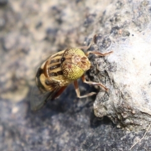 Eristalinus punctulatus at Gordon, ACT - 7 Dec 2022