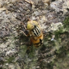 Eristalinus punctulatus at Gordon, ACT - 7 Dec 2022 12:01 PM