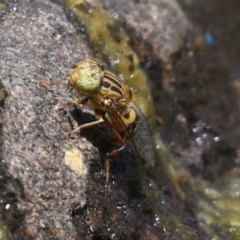 Eristalinus punctulatus at Gordon, ACT - 7 Dec 2022 12:01 PM