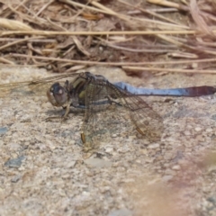 Orthetrum caledonicum (Blue Skimmer) at Gordon Pond - 7 Dec 2022 by RodDeb