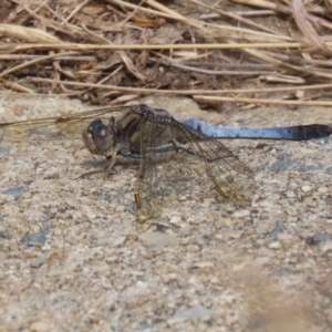 Orthetrum caledonicum at Gordon, ACT - 7 Dec 2022