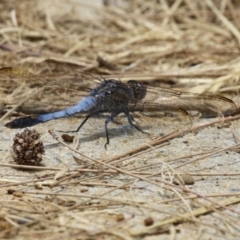 Orthetrum caledonicum at Gordon, ACT - 7 Dec 2022