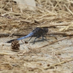 Orthetrum caledonicum at Gordon, ACT - 7 Dec 2022