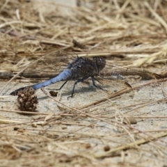 Orthetrum caledonicum at Gordon, ACT - 7 Dec 2022 12:10 PM