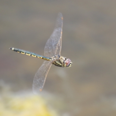 Hemicordulia tau (Tau Emerald) at Gordon, ACT - 7 Dec 2022 by RodDeb