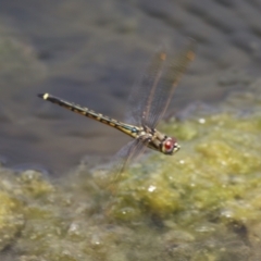 Hemicordulia tau at Gordon, ACT - 7 Dec 2022 12:15 PM