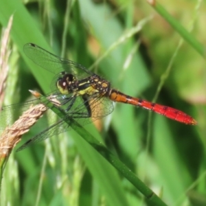 Nannophya dalei at Gordon, ACT - suppressed