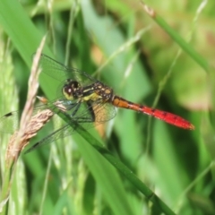 Nannophya dalei at Gordon, ACT - suppressed