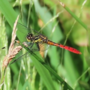 Nannophya dalei at Gordon, ACT - 7 Dec 2022