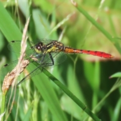 Nannophya dalei at Gordon, ACT - suppressed