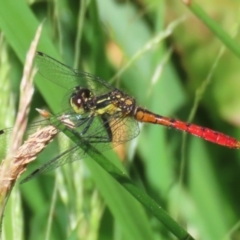 Nannophya dalei at Gordon, ACT - 7 Dec 2022