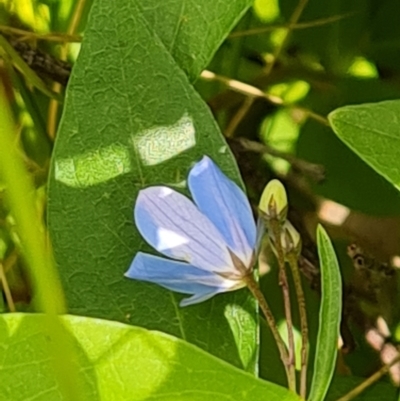 Billardiera heterophylla (Western Australian Bluebell Creeper) at Jerrabomberra, ACT - 8 Dec 2022 by Mike