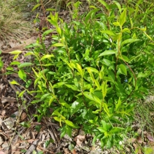 Billardiera heterophylla at Jerrabomberra, ACT - 8 Dec 2022