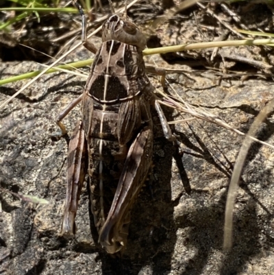 Perunga ochracea (Perunga grasshopper, Cross-dressing Grasshopper) at Lower Molonglo - 8 Dec 2022 by Steve_Bok