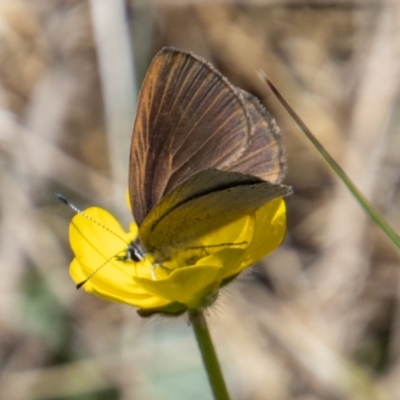 Candalides heathi (Rayed Blue) at Namadgi National Park - 7 Dec 2022 by SWishart