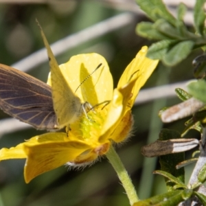 Candalides heathi at Cotter River, ACT - 7 Dec 2022 12:56 PM