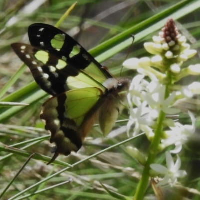 Graphium macleayanum (Macleay's Swallowtail) at Namadgi National Park - 6 Dec 2022 by JohnBundock