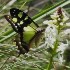 Graphium macleayanum (Macleay's Swallowtail) at Cotter River, ACT - 6 Dec 2022 by JohnBundock