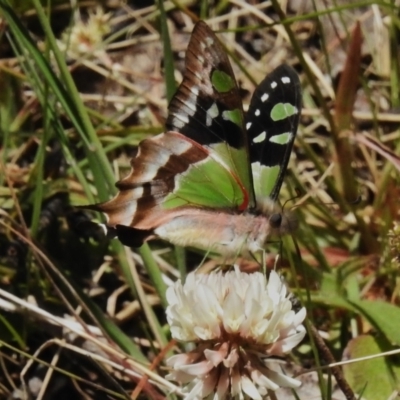 Graphium macleayanum (Macleay's Swallowtail) at Cotter River, ACT - 7 Dec 2022 by JohnBundock