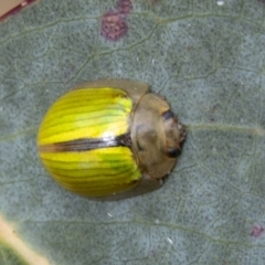 Paropsisterna hectica (A leaf beetle) at Cotter River, ACT - 7 Dec 2022 by SWishart