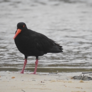 Haematopus fuliginosus at Narooma, NSW - 5 Dec 2022