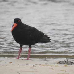 Haematopus fuliginosus (Sooty Oystercatcher) at Narooma, NSW - 5 Dec 2022 by GlossyGal