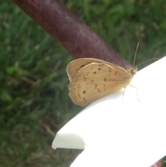 Heteronympha merope at Kambah, ACT - 8 Dec 2022