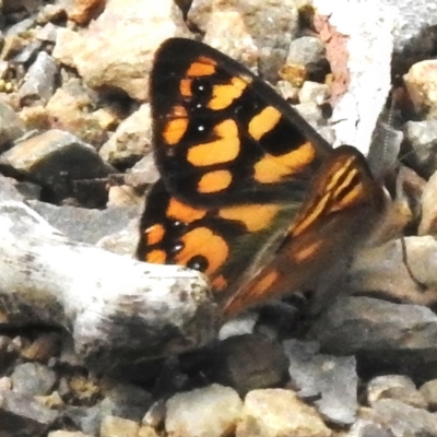 Argynnina cyrila (Forest Brown, Cyril's Brown) at Bimberi, NSW - 7 Dec 2022 by JohnBundock