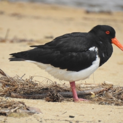 Haematopus longirostris (Australian Pied Oystercatcher) at Narooma, NSW - 4 Dec 2022 by GlossyGal