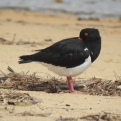 Haematopus longirostris at Narooma, NSW - suppressed