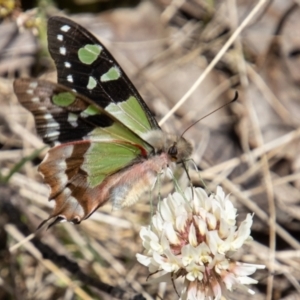 Graphium macleayanum at Cotter River, ACT - 7 Dec 2022 11:43 AM