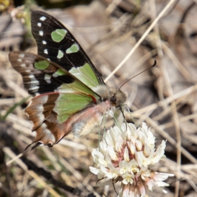 Graphium macleayanum (Macleay's Swallowtail) at Cotter River, ACT - 7 Dec 2022 by SWishart
