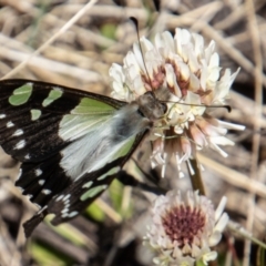 Graphium macleayanum at Cotter River, ACT - 7 Dec 2022