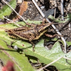 Monistria concinna (Southern Pyrgomorph) at Namadgi National Park - 7 Dec 2022 by SWishart