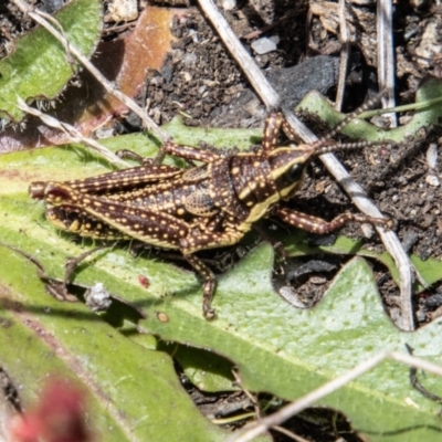 Monistria concinna (Southern Pyrgomorph) at Cotter River, ACT - 7 Dec 2022 by SWishart