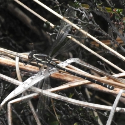 Austroargiolestes calcaris (Powdered Flatwing) at Namadgi National Park - 7 Dec 2022 by JohnBundock