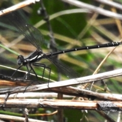 Austroargiolestes calcaris at Cotter River, ACT - 7 Dec 2022 12:12 PM