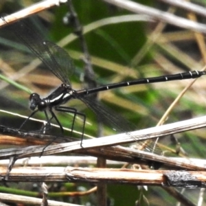 Austroargiolestes calcaris at Cotter River, ACT - 7 Dec 2022 12:12 PM