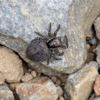 Maratus griseus (Jumping spider) at Bimberi Nature Reserve - 7 Dec 2022 by SWishart