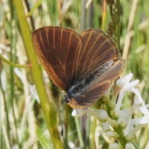 Candalides heathi at Cotter River, ACT - 7 Dec 2022 01:06 PM