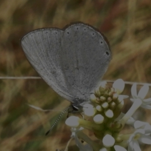 Candalides heathi at Cotter River, ACT - 7 Dec 2022