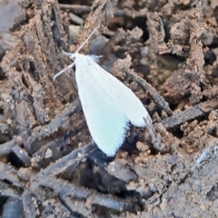 Tipanaea patulella (A Crambid moth) at Molonglo Valley, ACT - 7 Dec 2022 by galah681