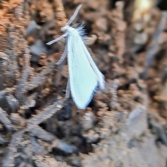 Tipanaea patulella at Molonglo Valley, ACT - 8 Dec 2022